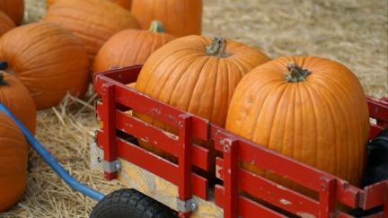 Halloween des idées pour vous